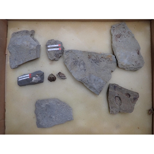 17 - A quantity of Fossils and Rock Specimens