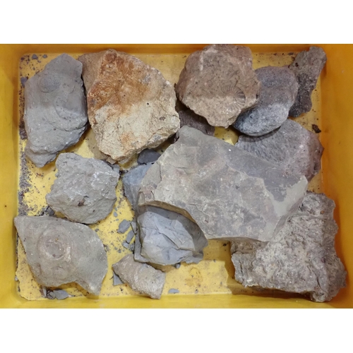 17 - A quantity of Fossils and Rock Specimens