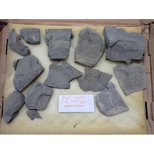 17 - A quantity of Fossils and Rock Specimens