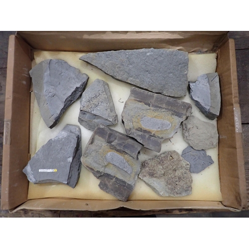 17 - A quantity of Fossils and Rock Specimens