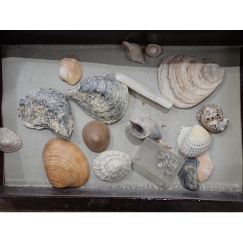 17 - A quantity of Fossils and Rock Specimens