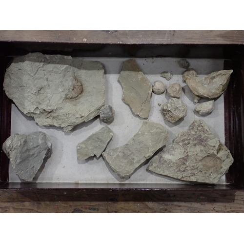 17 - A quantity of Fossils and Rock Specimens