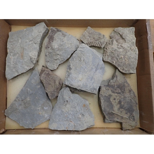 17 - A quantity of Fossils and Rock Specimens