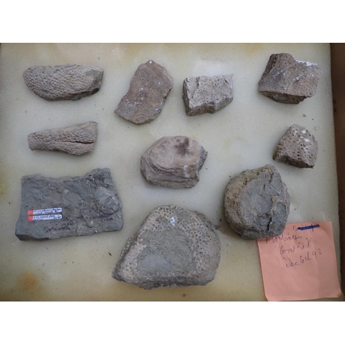 17 - A quantity of Fossils and Rock Specimens