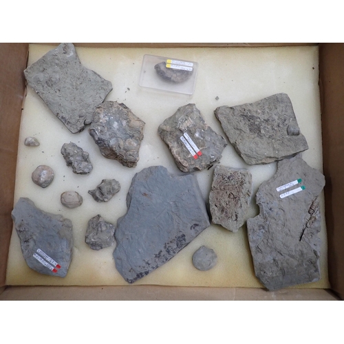 17 - A quantity of Fossils and Rock Specimens