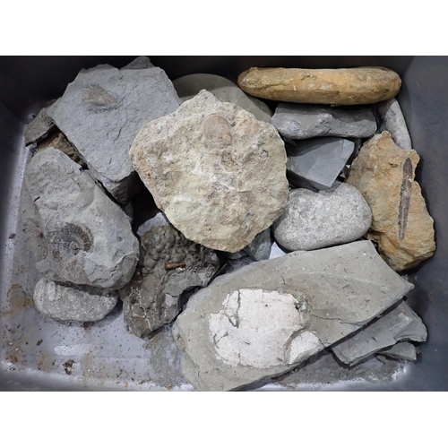 21 - A quantity of Fossils and Rock Specimens