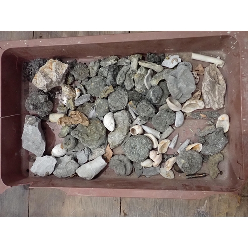 21 - A quantity of Fossils and Rock Specimens