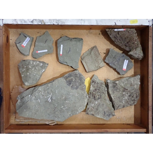 21 - A quantity of Fossils and Rock Specimens