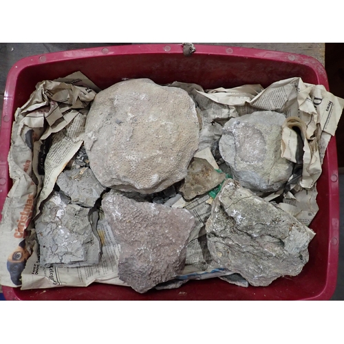 21 - A quantity of Fossils and Rock Specimens