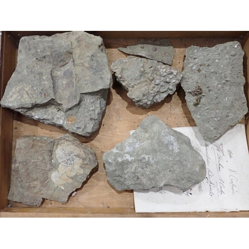 21 - A quantity of Fossils and Rock Specimens