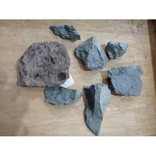 21 - A quantity of Fossils and Rock Specimens