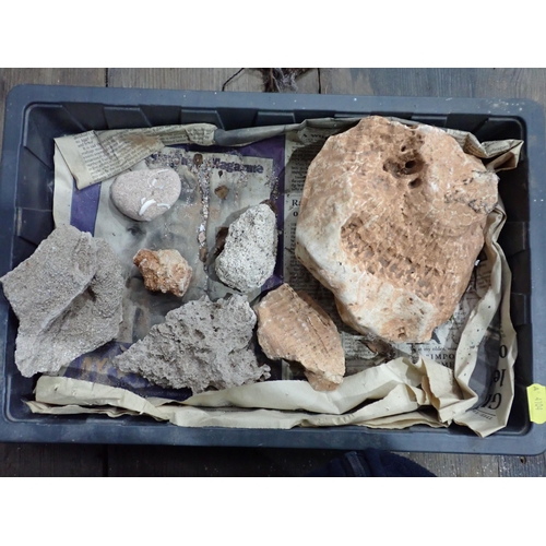 21 - A quantity of Fossils and Rock Specimens