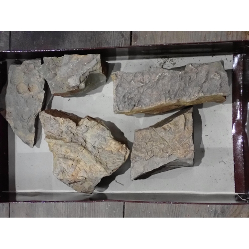 21 - A quantity of Fossils and Rock Specimens