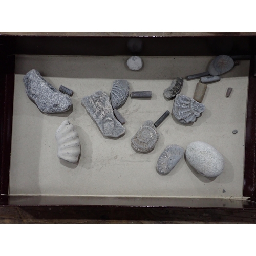 21 - A quantity of Fossils and Rock Specimens