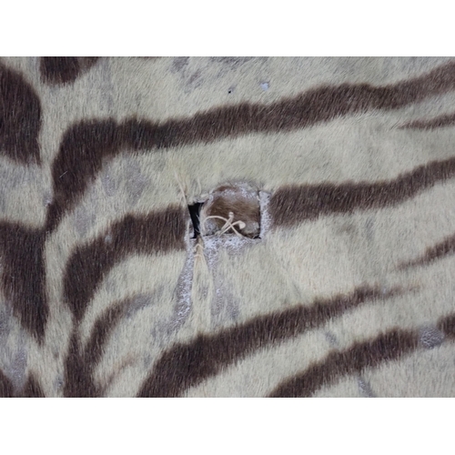 261 - A taxidermy Tiger Skin Rug