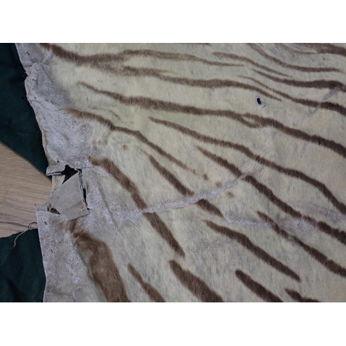 261 - A taxidermy Tiger Skin Rug