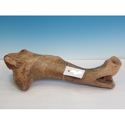 493 - An Auroch Humerus, dredged from the North Sea, Doggerland 17in L