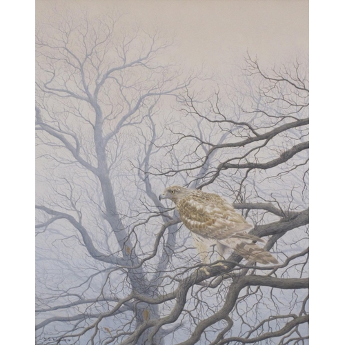 433 - JERRY WAIDE. Young Goshawk, signed, oil on board, 17½ x 14in