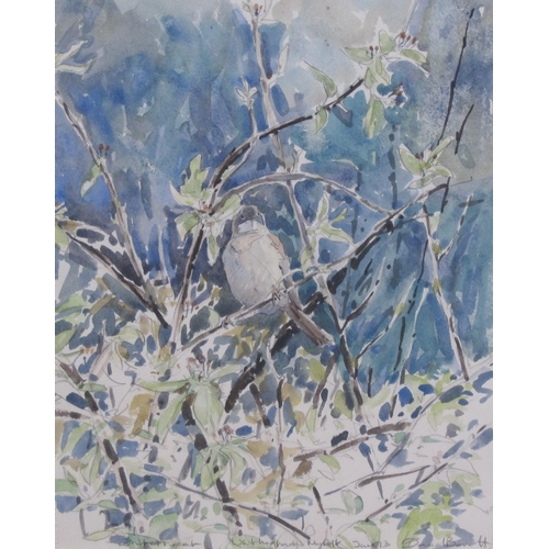 423 - DAVID BARRATT. 'White Throat, Whittingham, Norfolk, Jan 1973', signed, pencil and watercolour, 14 x ... 