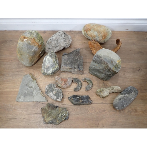 593 - Two boxes of Fossils and Rocks