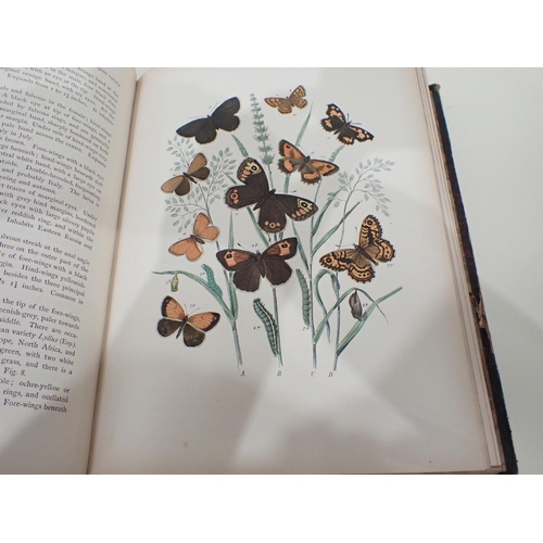 1019 - KIRBY W.F., European Butterflies and Moths, pub. Cassell, Petter, Galpin & Co, 1882 (1)