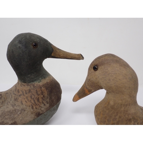 1488 - A pair of painted canvas Mallard duck Decoys with glass eyes