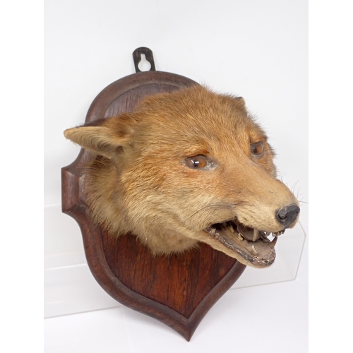 1502 - An antique taxidermy Fox Mask on oak shield