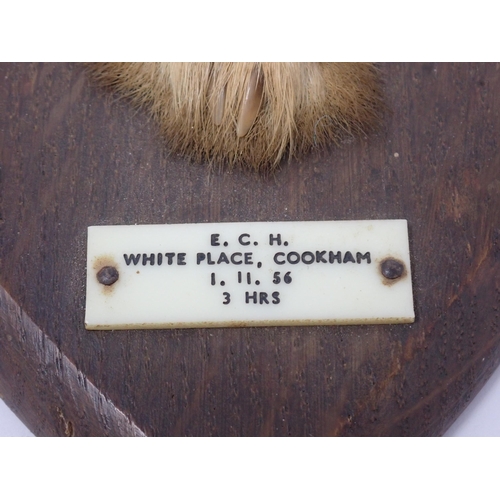 1507 - A taxidermy Fox Pad on oak shield by Peter Spicer, plaque to front 'E.C.H. White Place, Cookham, 1.1... 