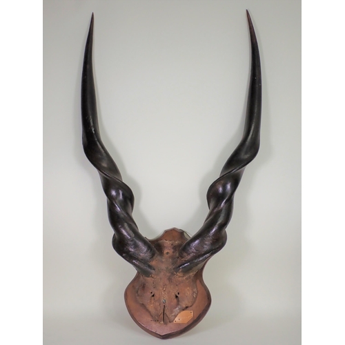 1516 - A pair of antique Lord Derby's Eland Horns with scalp on oak shield bearing partial label 'Northern ... 