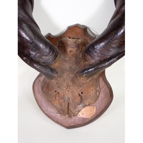 1516 - A pair of antique Lord Derby's Eland Horns with scalp on oak shield bearing partial label 'Northern ... 