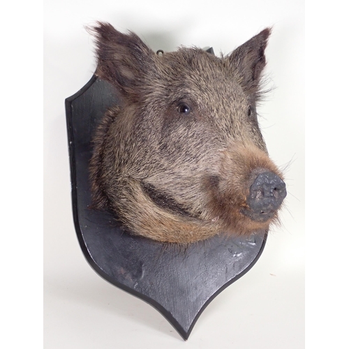 1517 - An antique taxidermy Wild Boar Head on ebonised shield