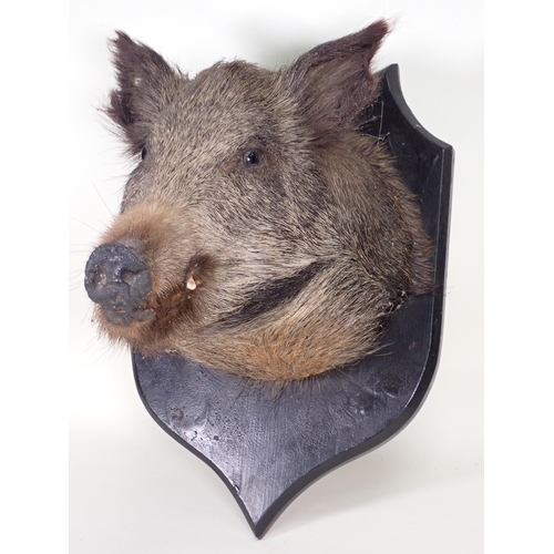 1517 - An antique taxidermy Wild Boar Head on ebonised shield