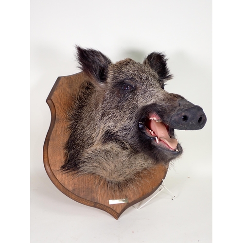 1518 - A taxidermy Wild Boar Head on oak shield bearing brass plaque 'Foret de Marchenoir 20-10-1985'