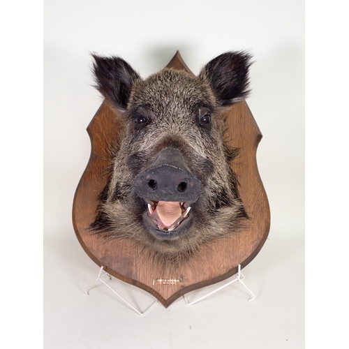 1518 - A taxidermy Wild Boar Head on oak shield bearing brass plaque 'Foret de Marchenoir 20-10-1985'