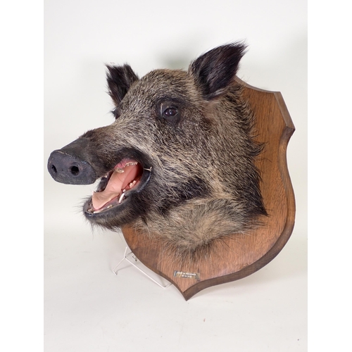 1518 - A taxidermy Wild Boar Head on oak shield bearing brass plaque 'Foret de Marchenoir 20-10-1985'