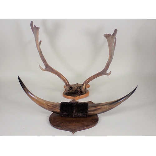 1519 - A pair of Fallow Buck Antlers on burr shield and a pair of small Cow Horns on shield