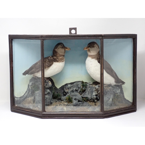 1520 - An antique ebonised taxidermy Case displaying two winter plumage Atlantic Puffins on naturalistic ro... 