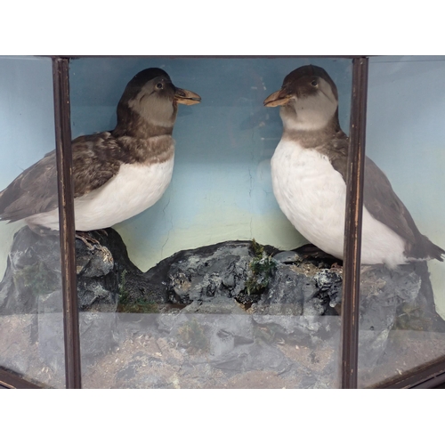 1520 - An antique ebonised taxidermy Case displaying two winter plumage Atlantic Puffins on naturalistic ro... 