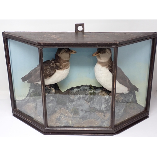 1520 - An antique ebonised taxidermy Case displaying two winter plumage Atlantic Puffins on naturalistic ro... 