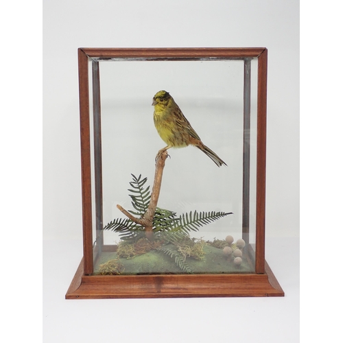 1521 - An oak and glazed taxidermy Case displaying a mounted male Yellowhammer on perch above naturalistic ... 