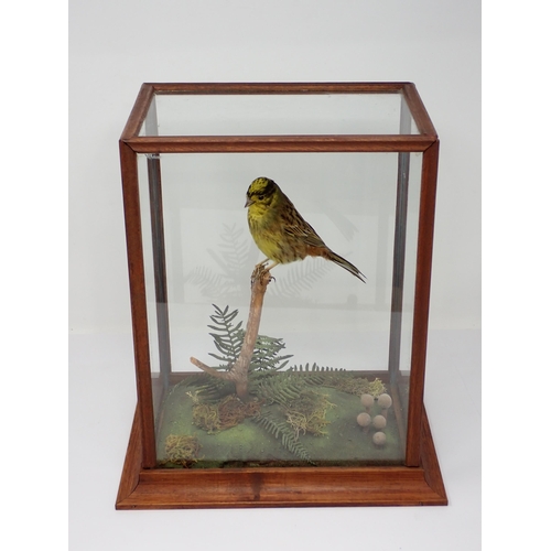 1521 - An oak and glazed taxidermy Case displaying a mounted male Yellowhammer on perch above naturalistic ... 