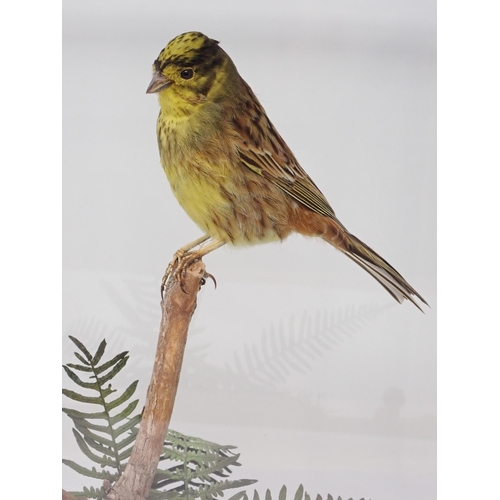 1521 - An oak and glazed taxidermy Case displaying a mounted male Yellowhammer on perch above naturalistic ... 