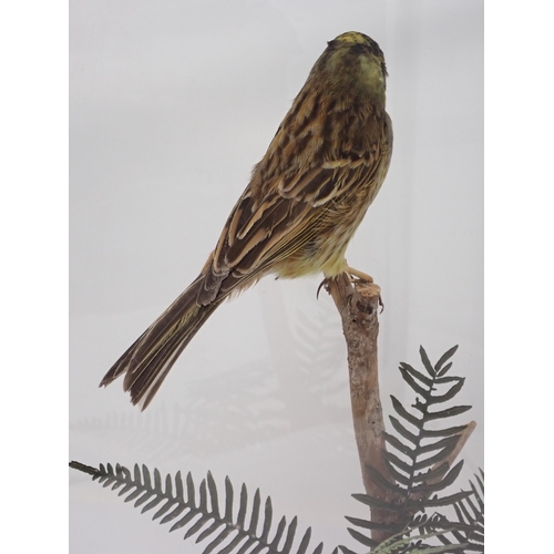 1521 - An oak and glazed taxidermy Case displaying a mounted male Yellowhammer on perch above naturalistic ... 