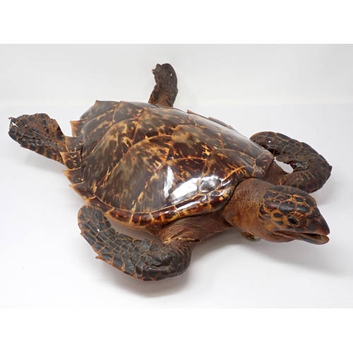 1522 - An antique taxidermy Hawksbill Turtle A/F 1ft 10in L (with A10 Certificate)