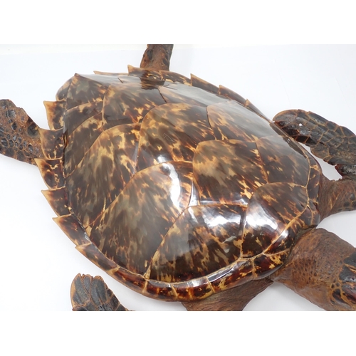 1522 - An antique taxidermy Hawksbill Turtle A/F 1ft 10in L (with A10 Certificate)