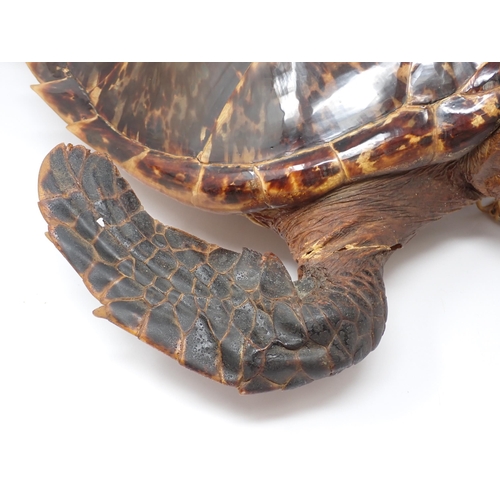 1522 - An antique taxidermy Hawksbill Turtle A/F 1ft 10in L (with A10 Certificate)