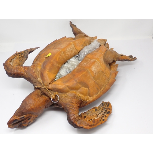 1522 - An antique taxidermy Hawksbill Turtle A/F 1ft 10in L (with A10 Certificate)