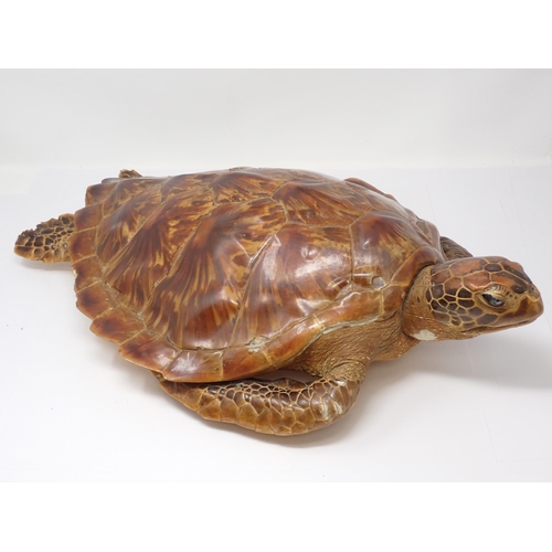 1523 - An antique taxidermy specimen of a Hawksbill Turtle 1ft 11in L