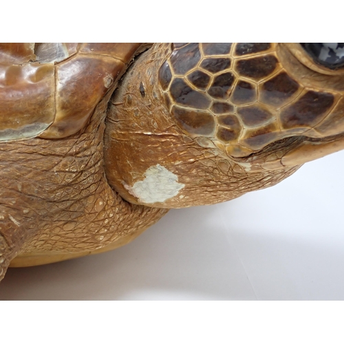 1523 - An antique taxidermy specimen of a Hawksbill Turtle 1ft 11in L