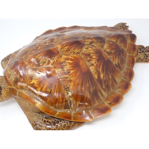 1523 - An antique taxidermy specimen of a Hawksbill Turtle 1ft 11in L